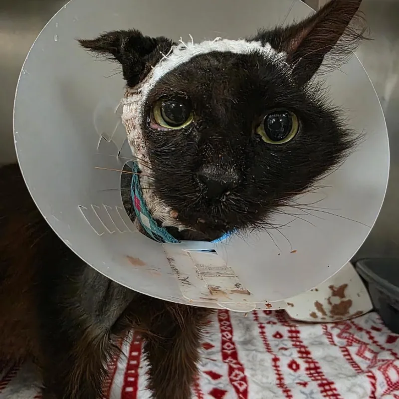 A senior medium-sized female Black Domestic Medium Hair cat named Magma for adoption in Titusville, FL