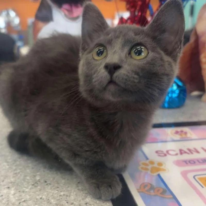 A baby small-sized female Buff / Tan / Fawn Domestic Short Hair cat named Misty for adoption in Marshall, TX