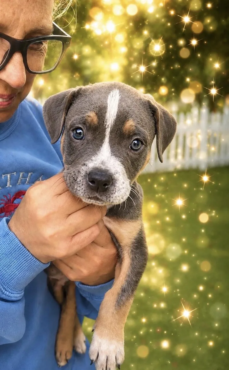 A baby medium-sized male Gray / Blue / Silver American Staffordshire Terrier dog named Roy for adoption in Long Beach, NY