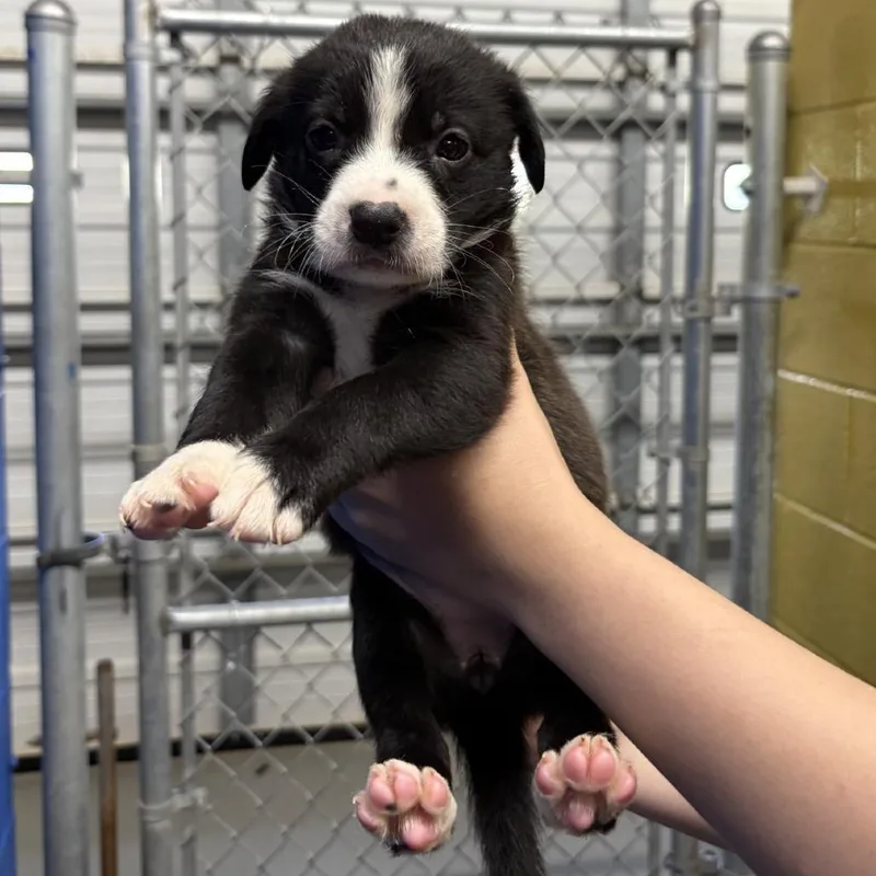 A baby medium-sized female Australian Shepherd dog named Amelia for adoption in Hughesville, MD