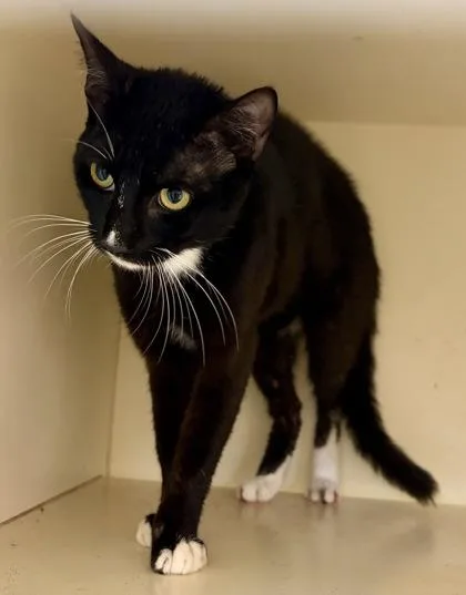 An adult medium-sized male Domestic Short Hair cat named Zigs for adoption in Chamblee, GA