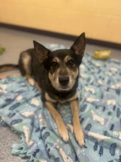 A senior large-sized female German Shepherd Dog dog named Anna Banana for adoption in Westland, MI