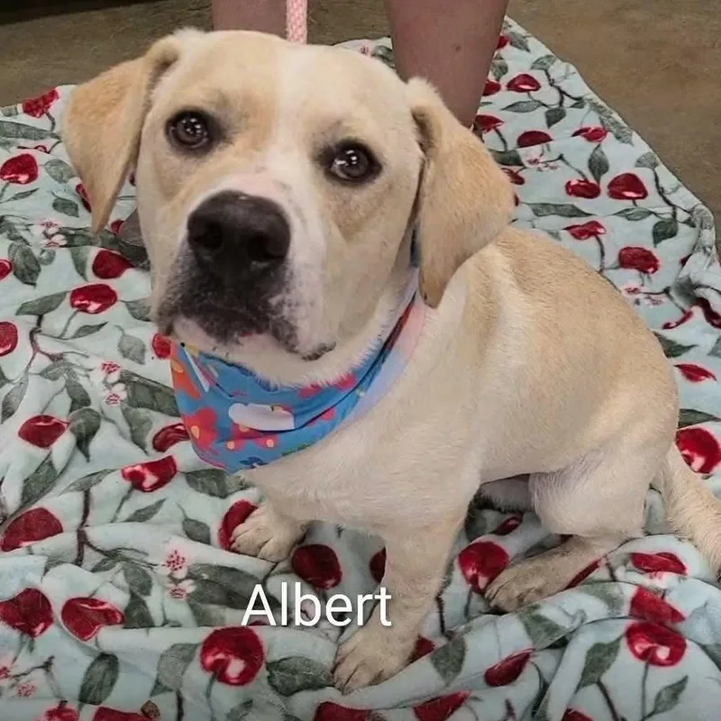 An adult medium-sized male Basset Hound dog named Sir Albert for adoption in Enterprise, AL