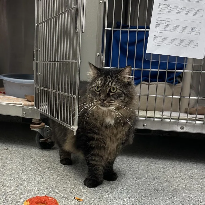 An adult extra large-sized male Domestic Long Hair cat named Pansy for adoption in Enfield, NH