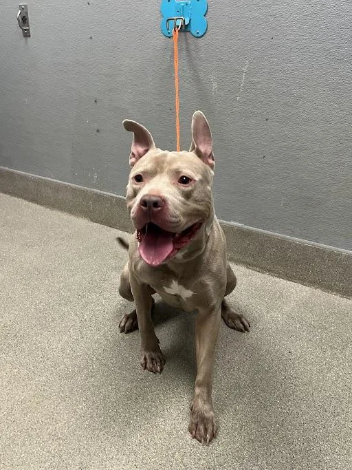 An adult large-sized male Pit Bull Terrier dog named Pretty Boy for adoption in Las Vegas, NV