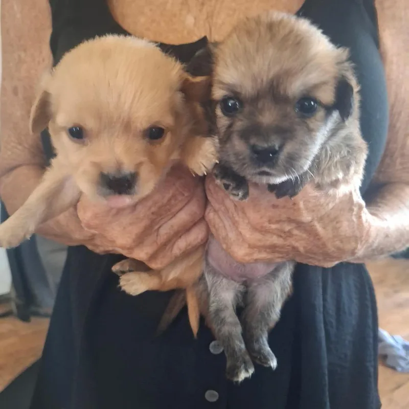 A baby small-sized male Yellow / Tan / Blond / Fawn Chihuahua dog named Chicken nugget for adoption in Phoenix, AZ