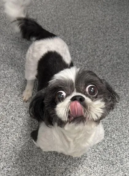 A senior small-sized male Black Shih Tzu dog named Reese for adoption in Tinley Park, IL