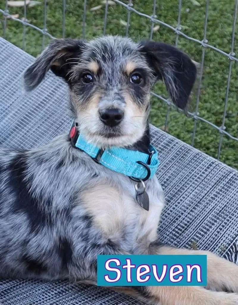 A baby medium-sized male Australian Shepherd dog named Steven for adoption in Keller, TX