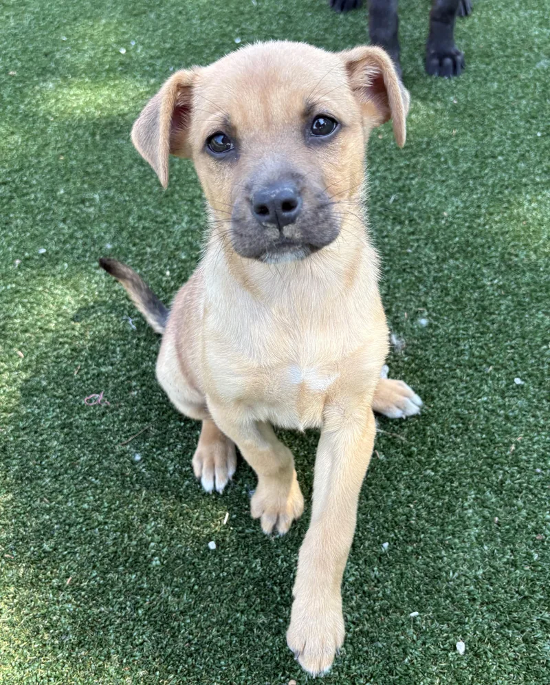 A baby medium-sized female Yellow / Tan / Blond / Fawn Shepherd dog named Dali for adoption in Gallatin, TN