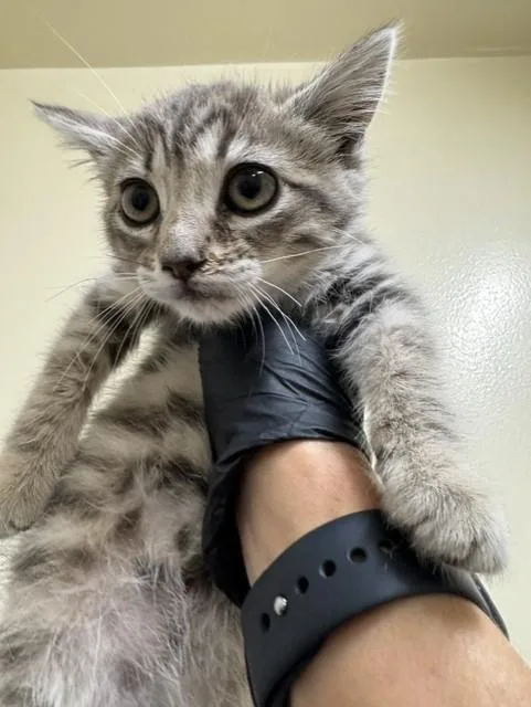 A baby small-sized female Domestic Short Hair cat named Marlowe for adoption in Fremont, CA