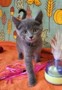 A young medium-sized female Domestic Short Hair cat named Pinkie Pie for adoption in Bucyrus, OH