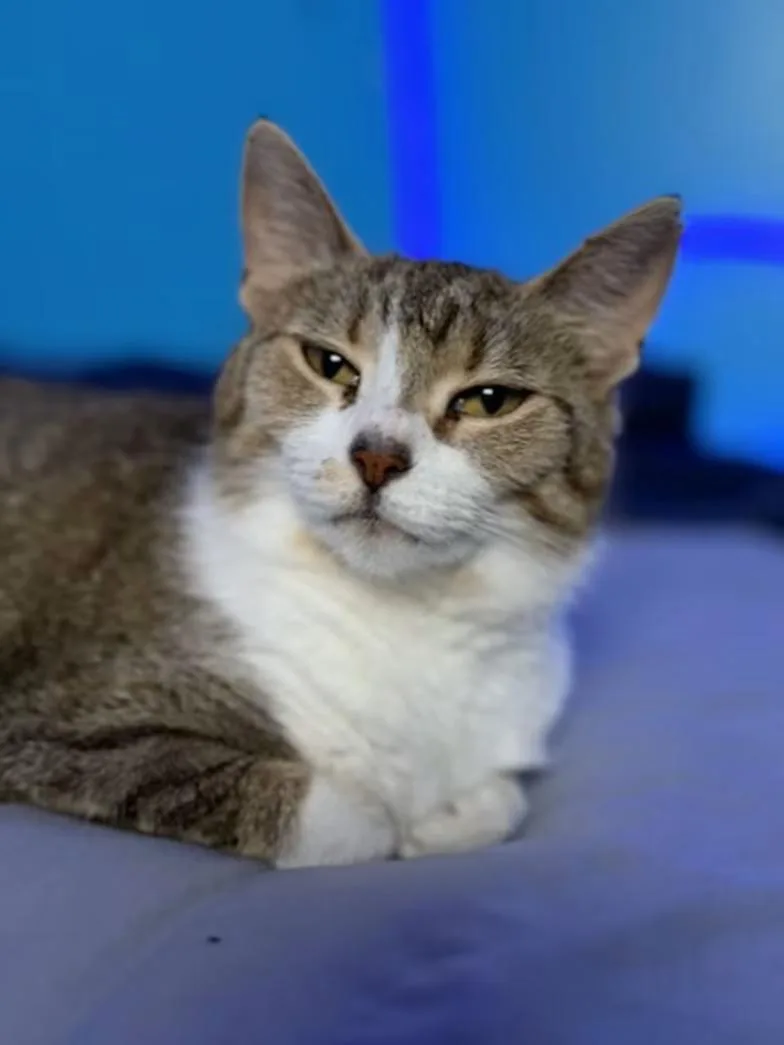 An adult medium-sized female Tabby (Brown / Chocolate) Domestic Short Hair cat named Georgie for adoption in Findlay, OH