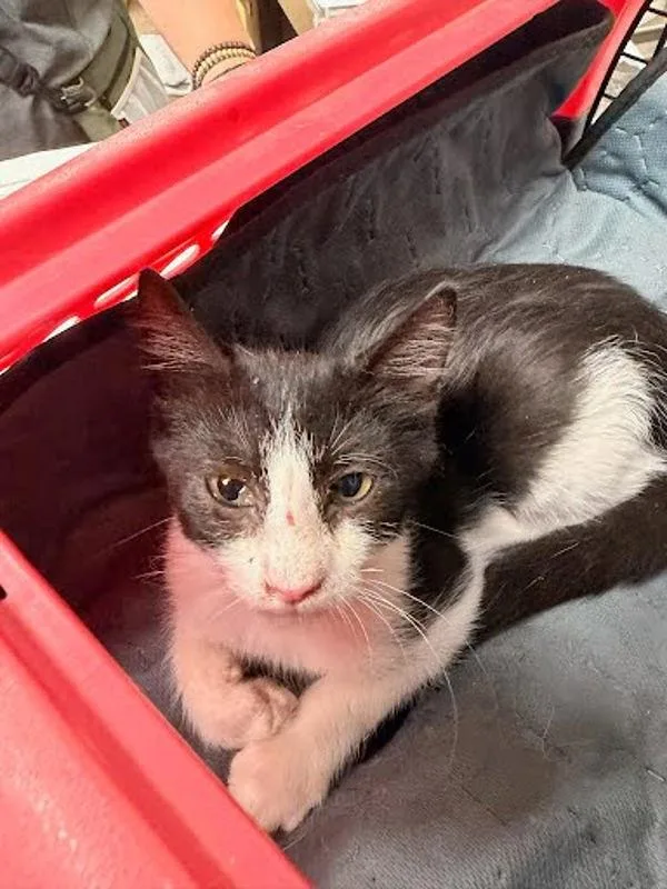 A baby small-sized male Domestic Short Hair cat named Sam for adoption in Austin, TX