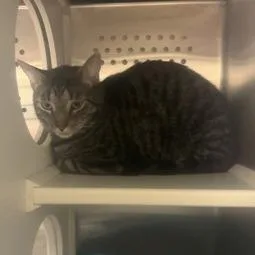 An adult large-sized male Black Domestic Short Hair cat named Jack for adoption in Ashtabula, OH