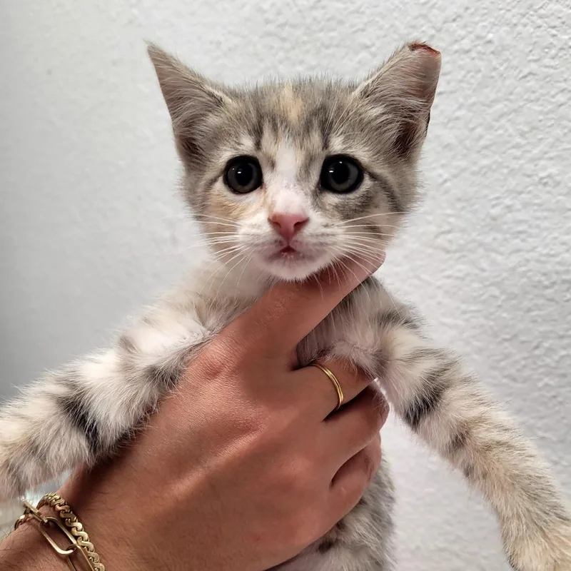 A baby small-sized female Domestic Short Hair cat named Frost for adoption in Allyn, WA