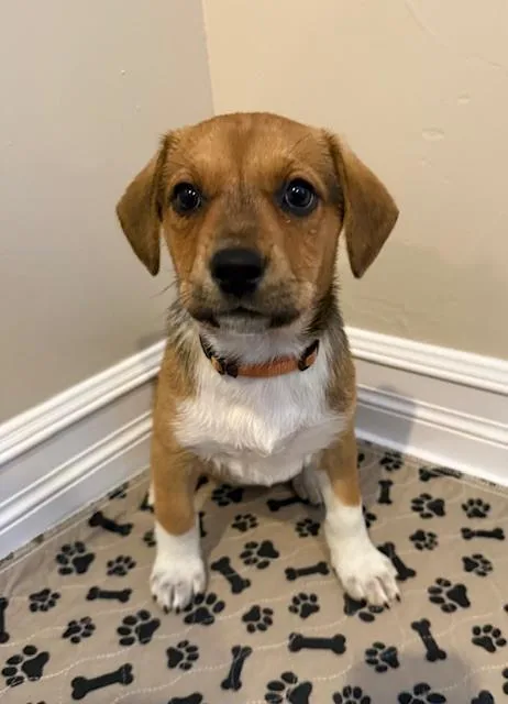 A baby medium-sized male Beagle dog named Birdie Baby  Quail for adoption in Aurora, CO
