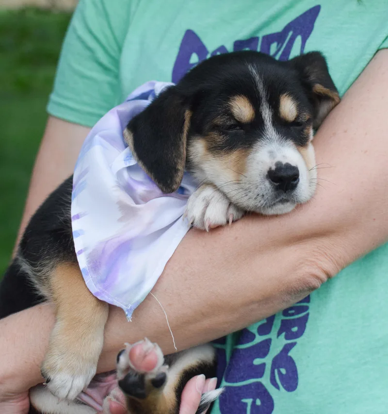 A baby medium-sized male Beagle dog named Stetsonavail for adoption in West Grove, PA