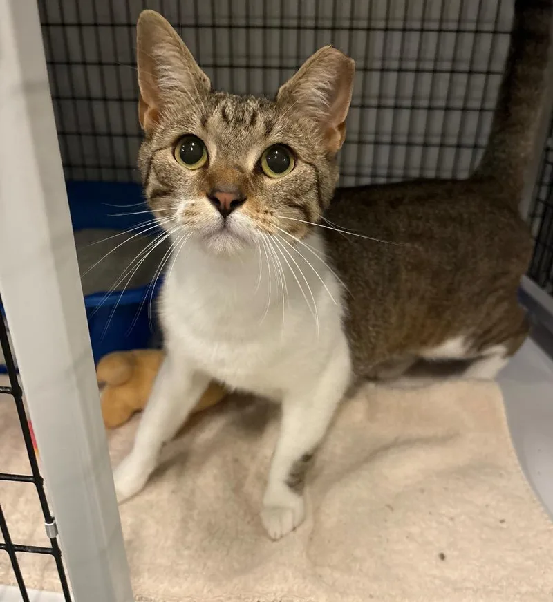 A young medium-sized male Domestic Short Hair cat named Lorrince for adoption in Raleigh, NC