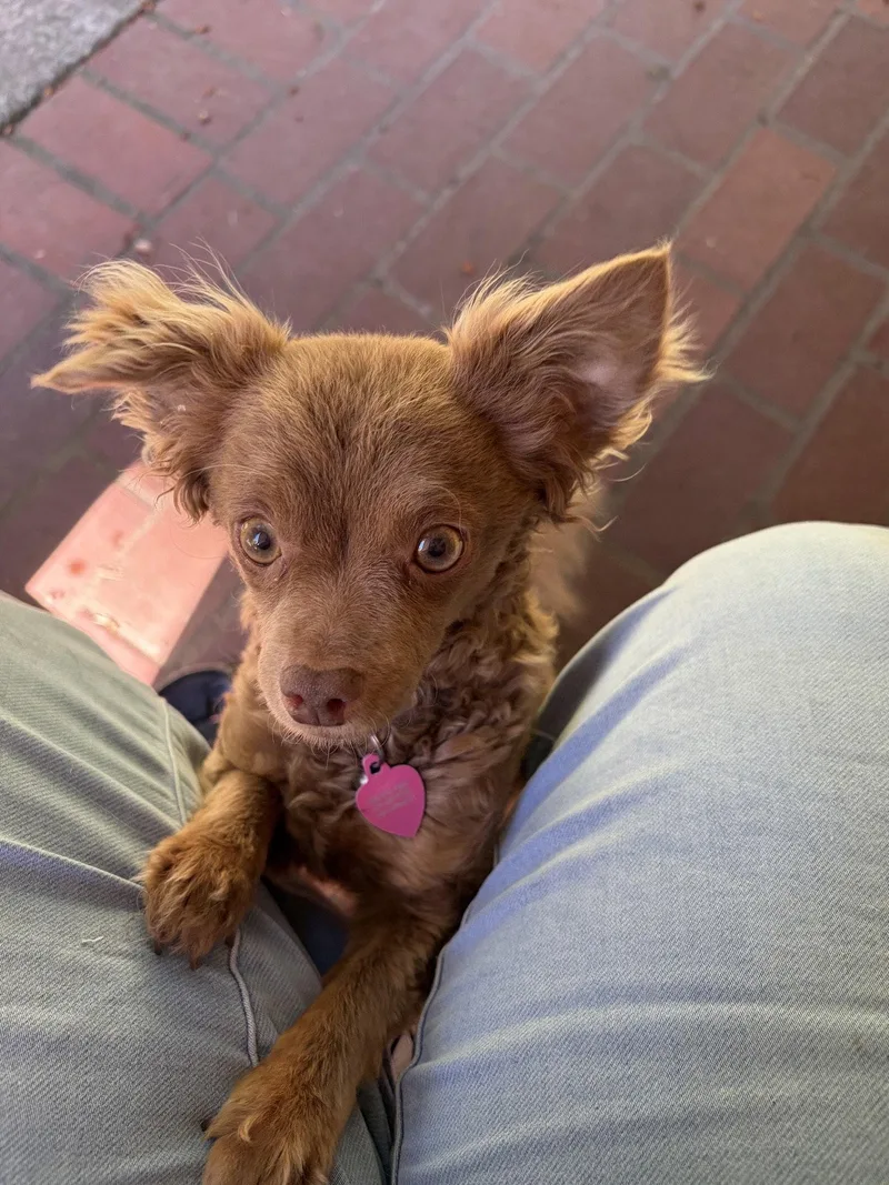 An adult medium-sized female Chihuahua dog named Leni for adoption in Bothell, WA