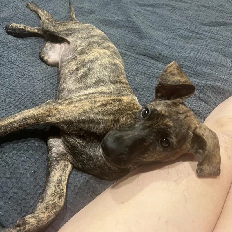 A baby medium-sized female Brindle Plott Hound dog named Arya for adoption in Ennis, TX