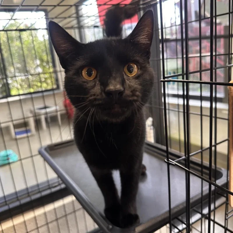 A young medium-sized male Black Domestic Short Hair cat named Doodlebug for adoption in Rocky Mount, VA