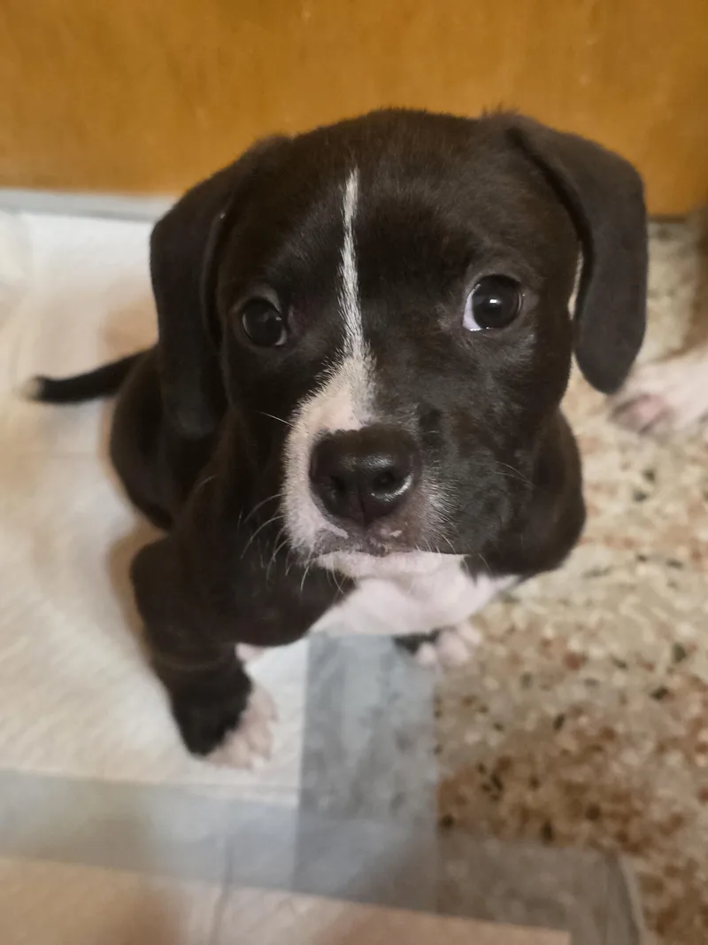 A baby medium-sized male Black Beagle dog named Leo for adoption in Maitland, FL