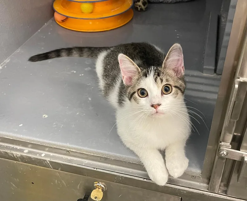 A baby medium-sized male Black & White / Tuxedo Domestic Short Hair cat named Turnip for adoption in Spring Brook, NY