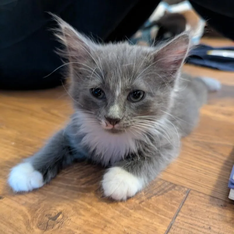 A baby small-sized male Black Domestic Short Hair cat named Peter for adoption in Waldorf, MD