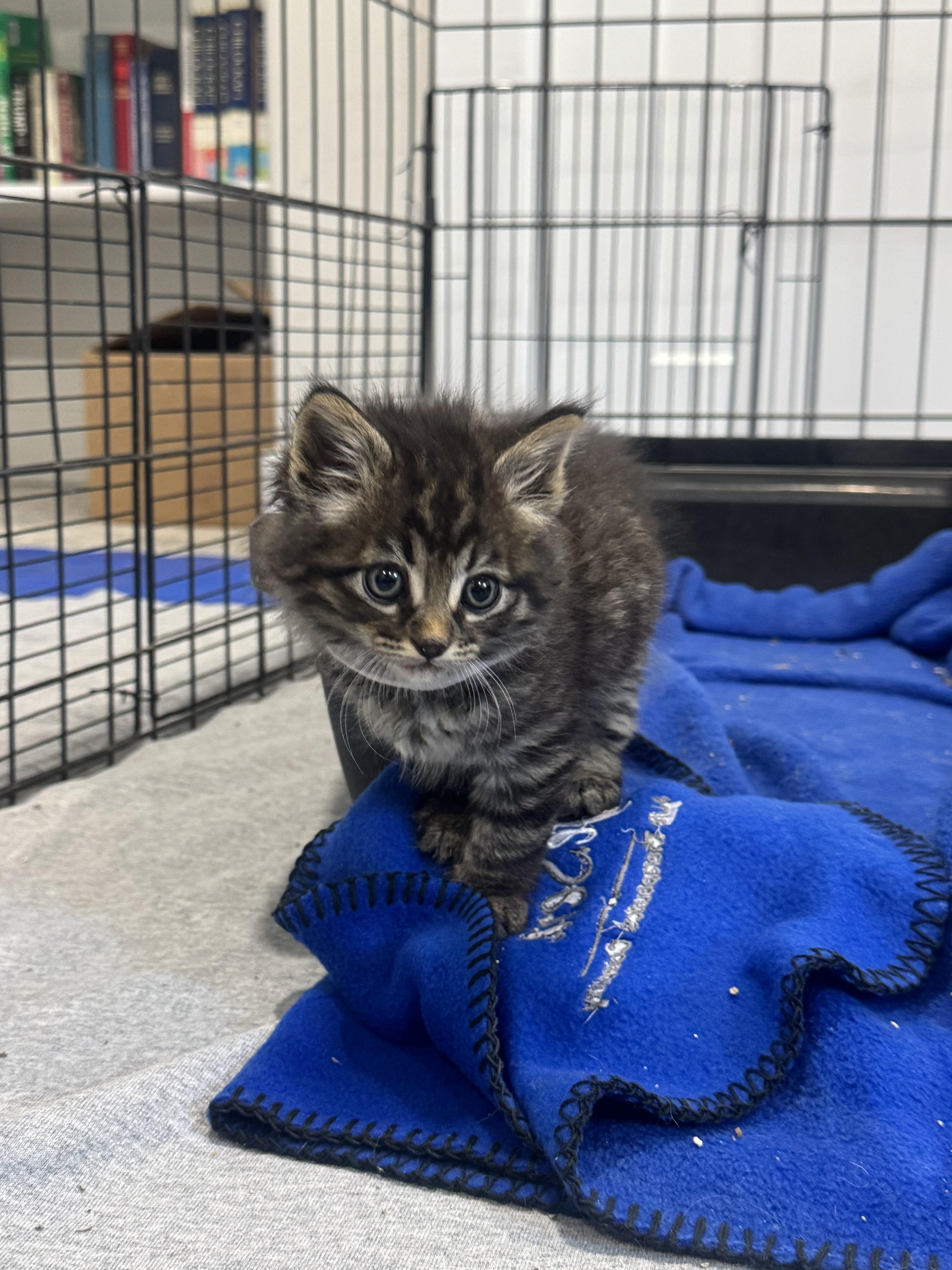 A baby small-sized male Tabby (Brown / Chocolate) Domestic Long Hair cat named Clawdine Wolf for adoption in Fruit Heights, UT