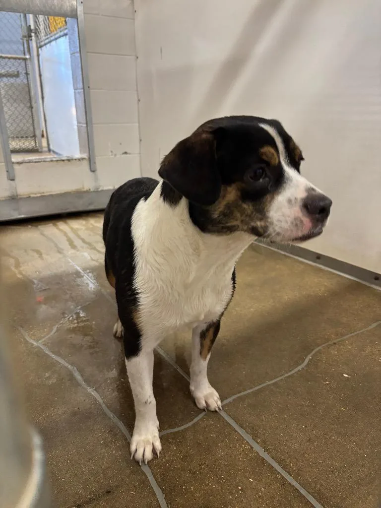 A young medium-sized female Beagle dog named Rosalinda for adoption in Belton, TX
