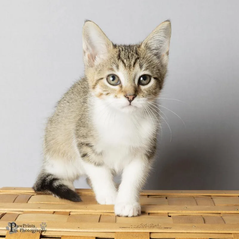 A young medium-sized female Tabby (Brown / Chocolate) Domestic Short Hair cat named Tickle Me Pink for adoption in Maryville, TN