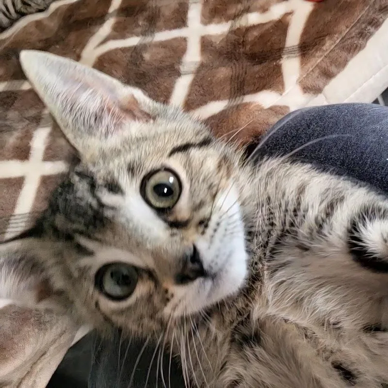 A baby medium-sized male Tabby (Brown / Chocolate) Domestic Short Hair cat named Vito for adoption in Minneapolis, MN