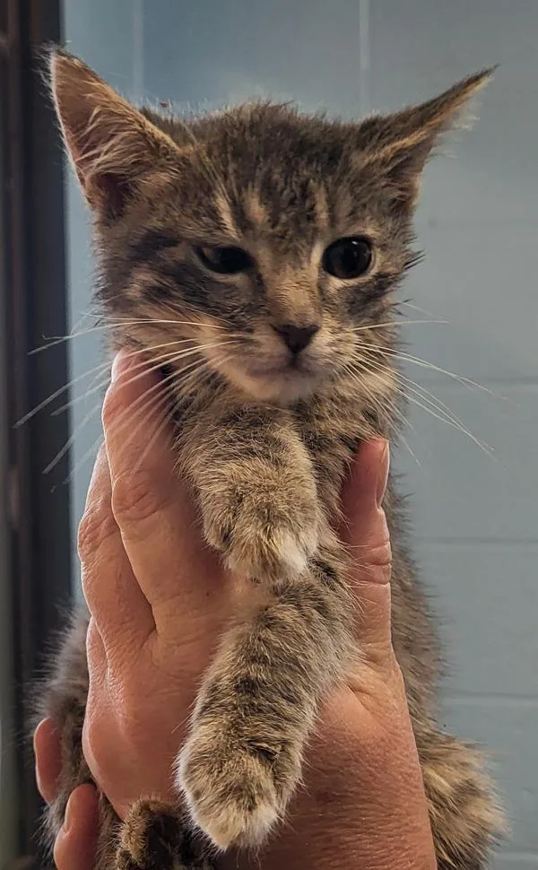 A baby small-sized female Domestic Short Hair cat named Kd Pearl for adoption in Lawrenceville, GA