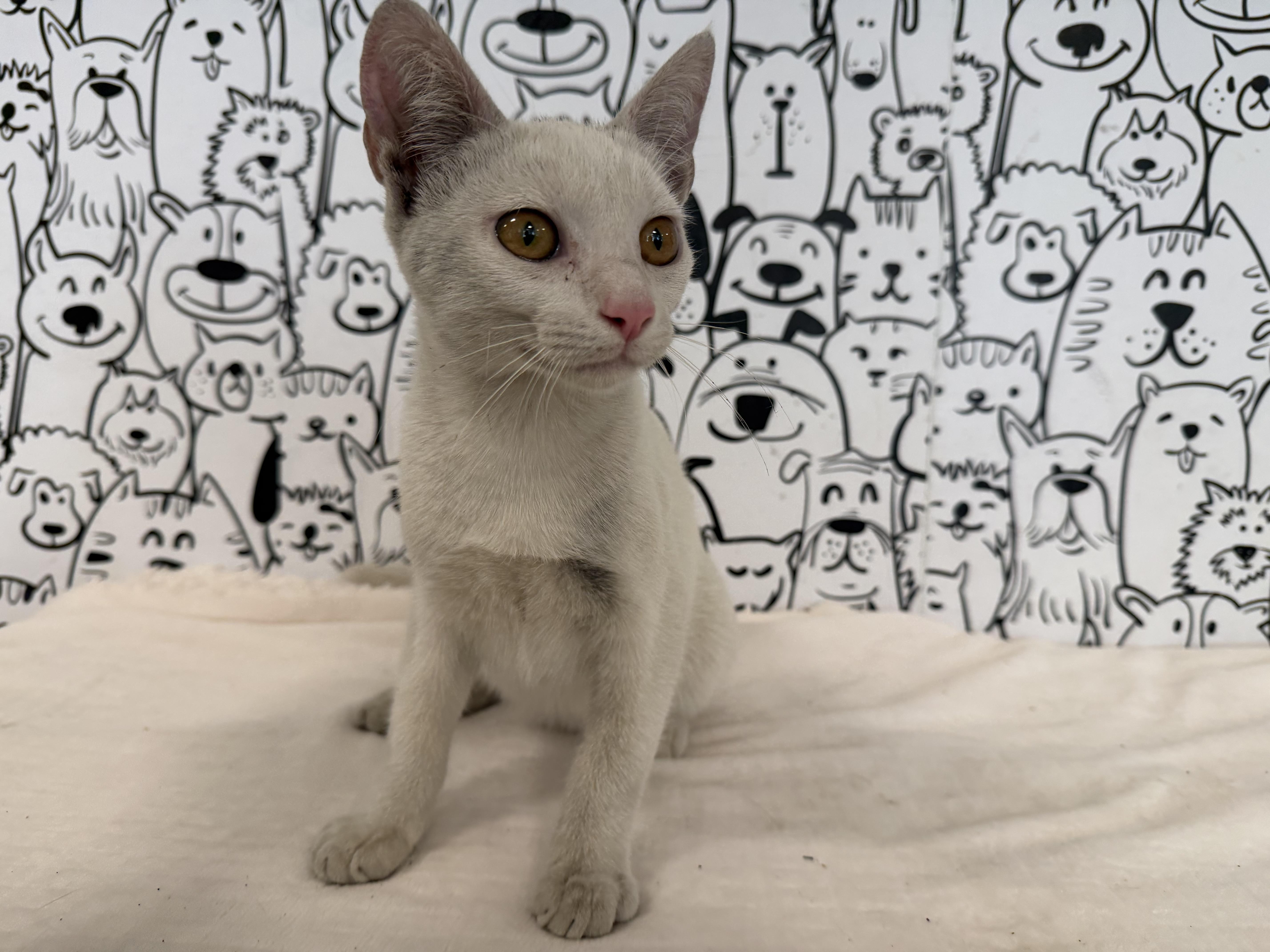 A baby small-sized male Domestic Short Hair cat named Chandler for adoption in San Pedro, CA