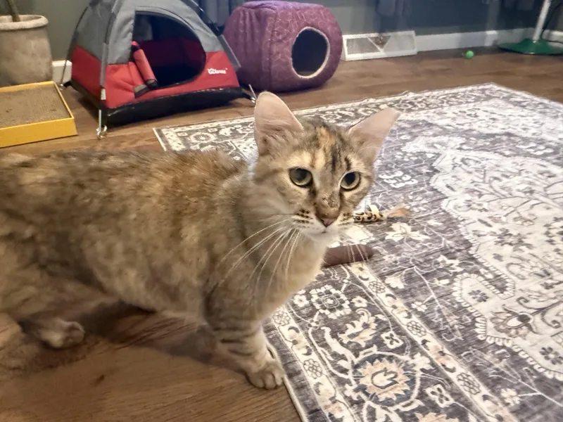A young small-sized female Buff / Tan / Fawn Domestic Medium Hair cat named Iris for adoption in Galloway, NJ