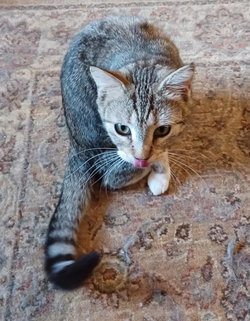 A baby medium-sized female Tabby (Brown / Chocolate) Domestic Short Hair cat named Coco for adoption in Lemoyne, PA
