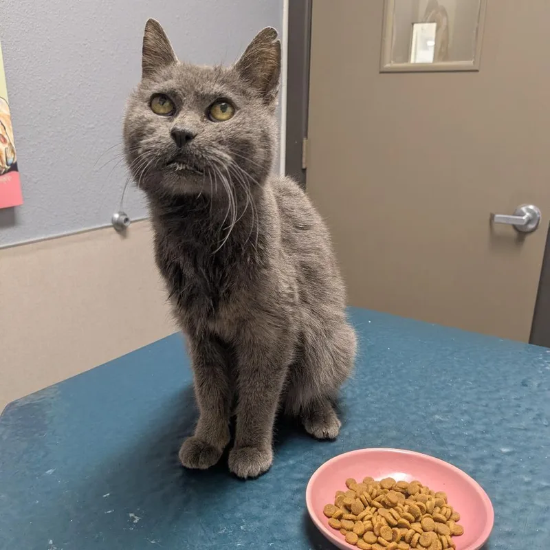 A senior small-sized female Gray / Blue / Silver Domestic Short Hair cat named Grandma for adoption in San Antonio, TX