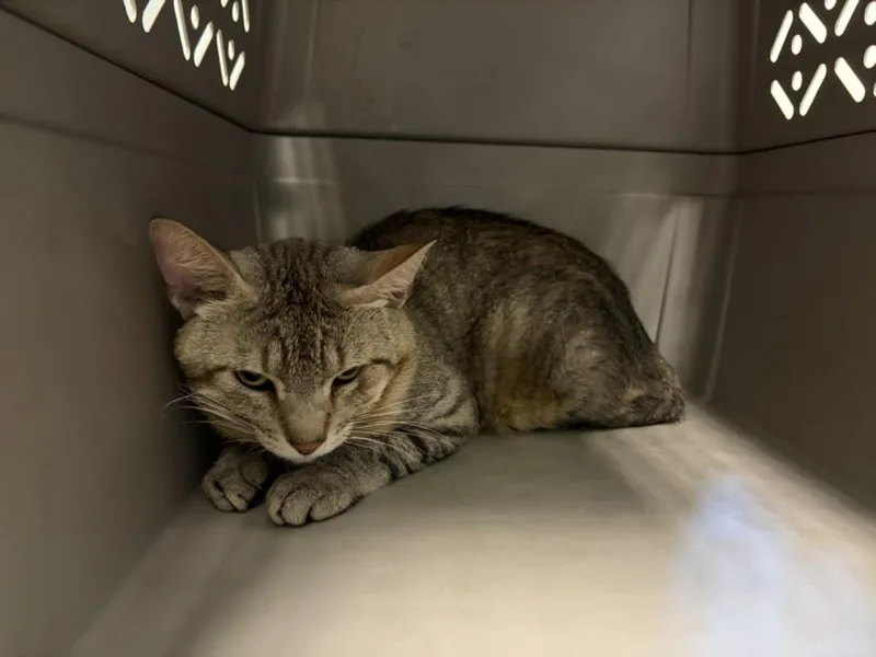 A young small-sized male Domestic Short Hair cat named Cruller for adoption in Loveland, CO
