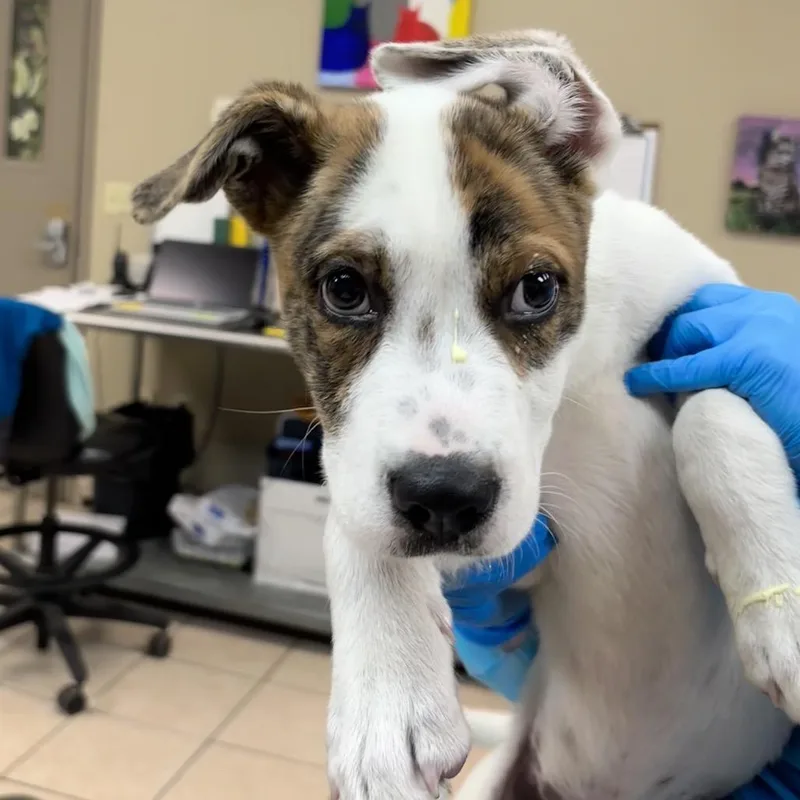 A baby small-sized male White / Cream Collie dog named Potato Chip for adoption in Birmingham, AL