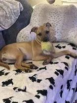 An adult medium-sized female Yellow / Tan / Blond / Fawn Mixed Breed dog named Paisley for adoption in Lansing, MI
