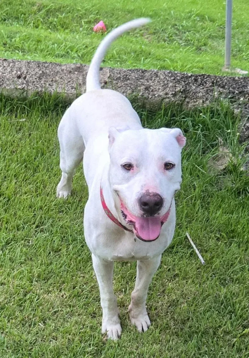A young medium-sized male Pit Bull Terrier dog named Lobo for adoption in Rincon, PR
