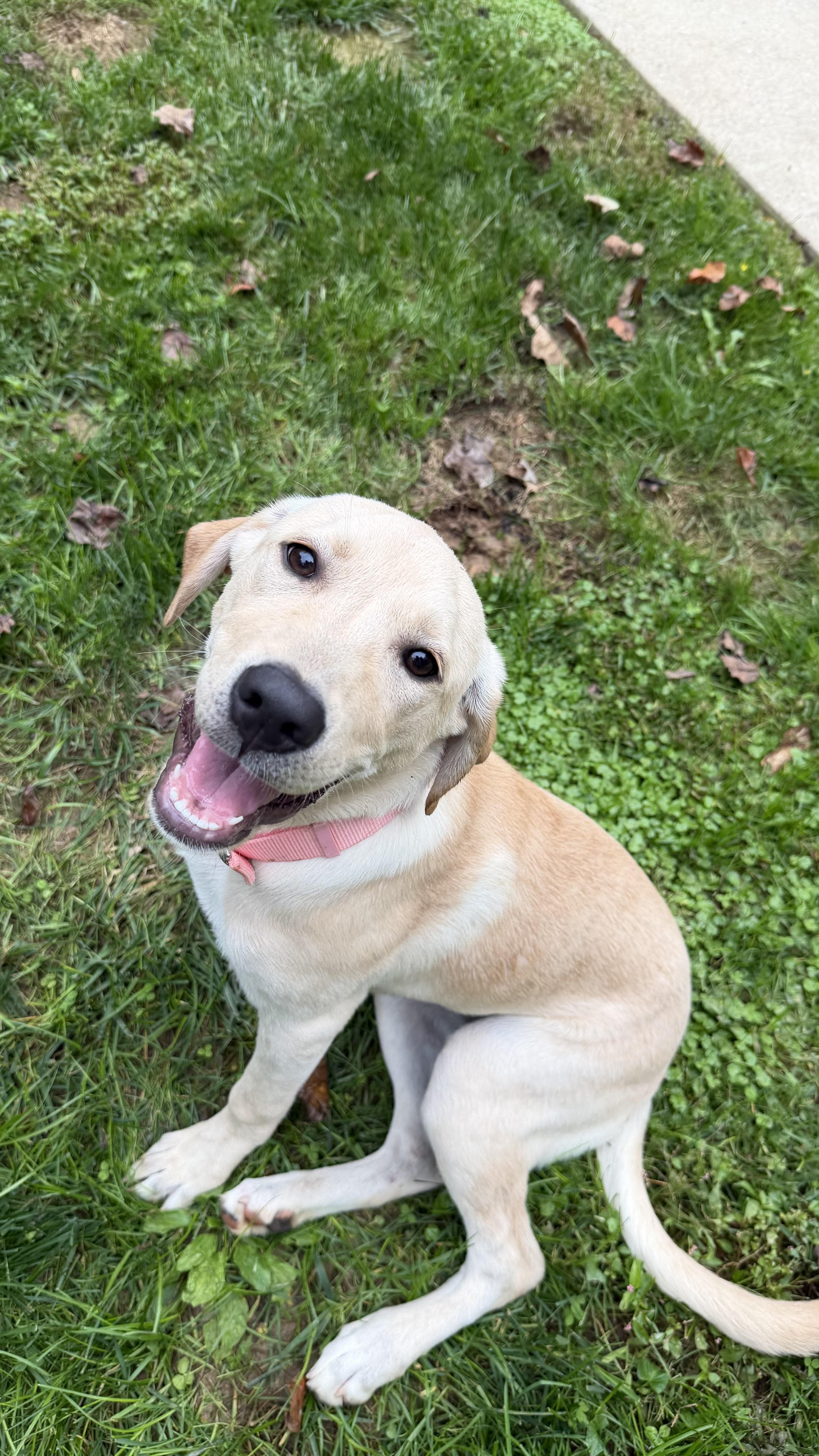 A baby medium-sized female Yellow Labrador Retriever dog named Flower for adoption in Ellicott City, MD