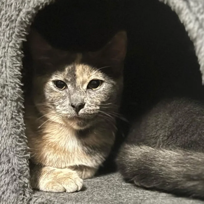 An adult small-sized female Tortoiseshell Domestic Short Hair cat named Georgia for adoption in Coralville, IA