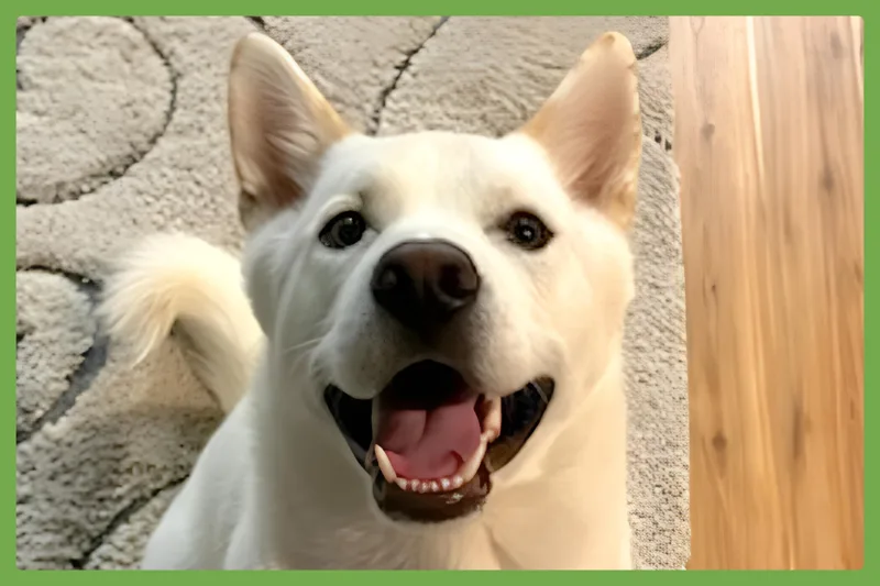 An adult large-sized male White / Cream Jindo dog named Sarang for adoption in Amherst, MA