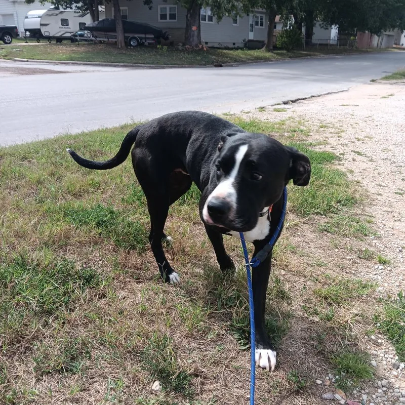 An adult large-sized male Black Hound dog named Caesar for adoption in Springfield, MO