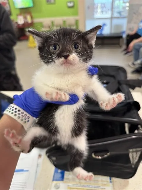 A baby small-sized female Domestic Short Hair cat named Kiki for adoption in Louisville, KY
