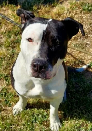 An adult large-sized male Black Pit Bull Terrier dog named Buddy for adoption in renton, WA