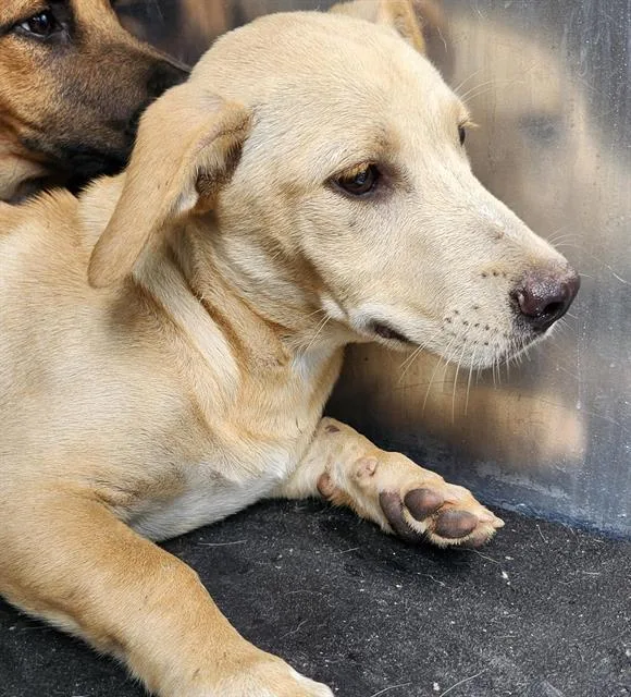 A young medium-sized female Labrador Retriever dog named Lily for adoption in San Antonio, TX