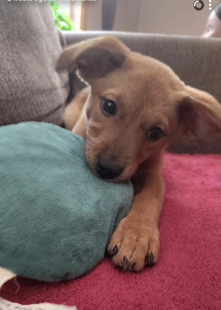 A baby medium-sized female Tricolor (Brown, Black, & White) Mixed Breed dog named Oatmeal Cream Pie for adoption in Rockland, WI