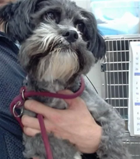 An adult small-sized female Poodle dog named Betsy for adoption in Salinas, CA